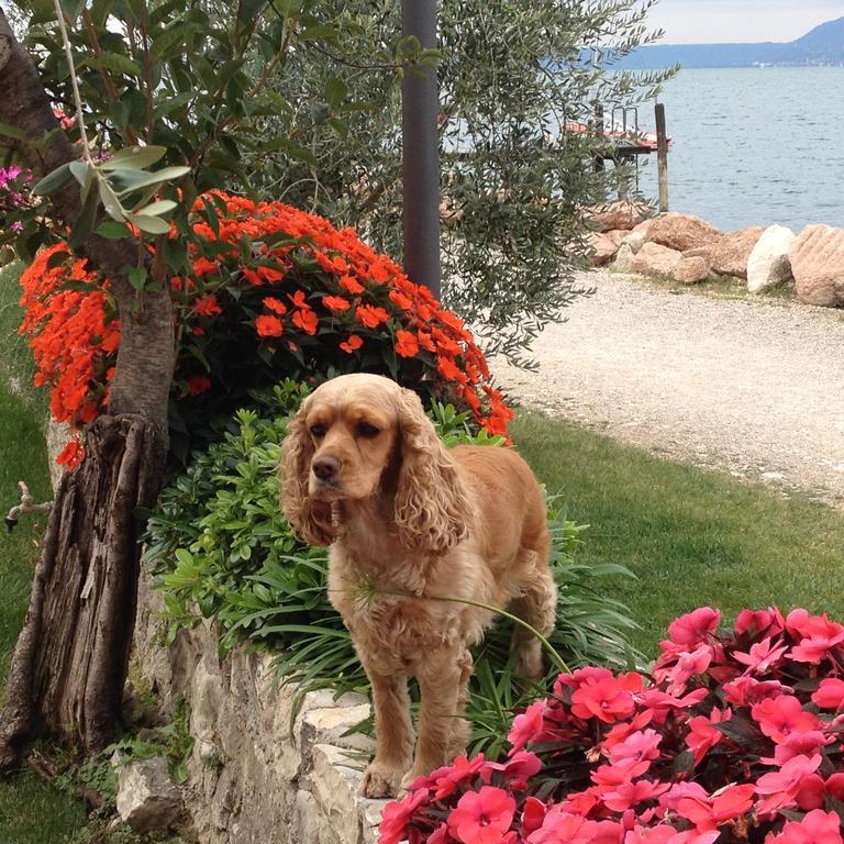 Locanda Fassa Brenzone sul Garda Dış mekan fotoğraf